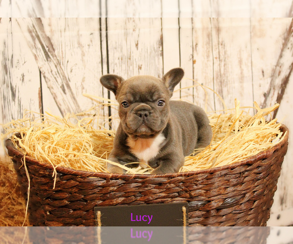Medium Photo #1 French Bulldog Puppy For Sale in NEW SMYRNA, FL, USA