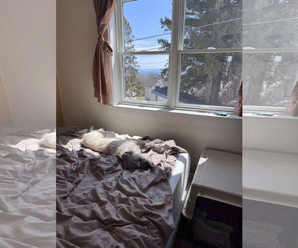 Medium Photo #4 Mutt Puppy For Sale in Princeton, MN, USA