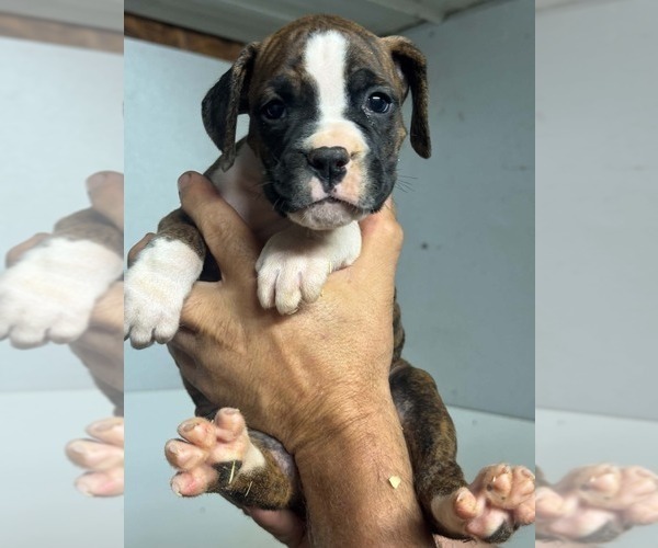 Medium Photo #2 Boxer Puppy For Sale in LAURENS, SC, USA
