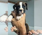 Small #1 Boxer