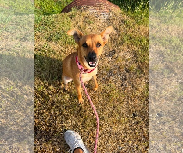Medium Photo #1 Mountain Cur-Unknown Mix Puppy For Sale in Oakhurst, NJ, USA