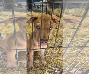 Catahoula Leopard Dog Dogs for adoption in Stover, MO, USA