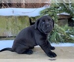 Small Photo #2 Labrador Retriever Puppy For Sale in READING, PA, USA