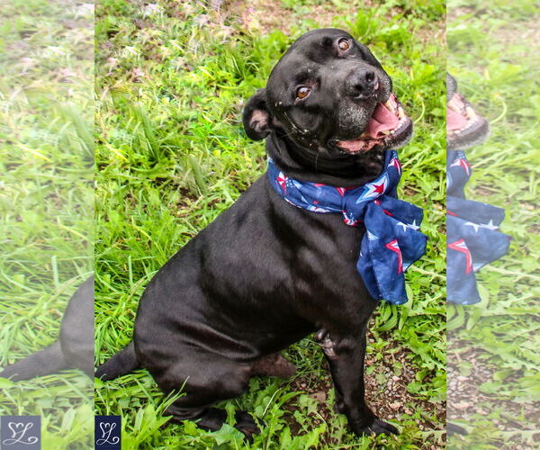 Medium Photo #5 American Staffordshire Terrier-Unknown Mix Puppy For Sale in Lockport, NY, USA