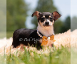 Puppy Sunnybun Chihuahua