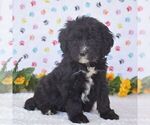 Small #1 Sheepadoodle