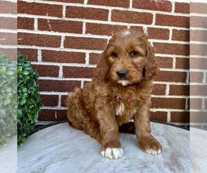 Goldendoodle Puppy for sale in GAP, PA, USA