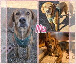 Small #1 Labrador Retriever-Plott Hound Mix