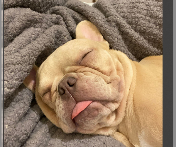 Medium Photo #4 French Bulldog Puppy For Sale in Miami, FL, USA