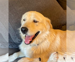 Father of the English Cream Golden Retriever puppies born on 06/03/2025
