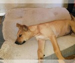 Small Photo #3 Mutt Puppy For Sale in Princeton, MN, USA