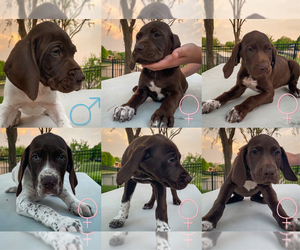 German Shorthaired Pointer Puppy for sale in MULVANE, KS, USA