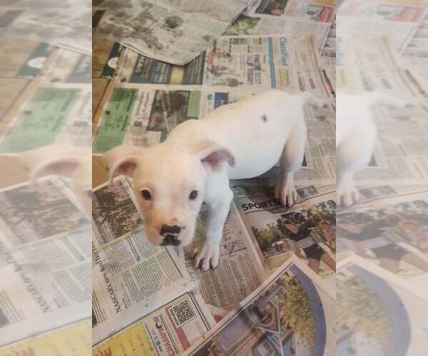 Medium Photo #3 Mutt Puppy For Sale in Candler, NC, USA