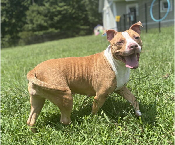 Medium Photo #2 American Pit Bull Terrier-Unknown Mix Puppy For Sale in Virginia Beach, VA, USA