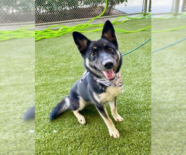 Medium Photo #2 German Shepherd Dog Puppy For Sale in Baytown, TX, USA