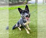 Small #1 German Shepherd Dog