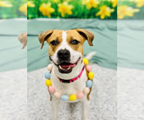 Medium Photo #3 Mutt Puppy For Sale in Manahawkin, NJ, USA