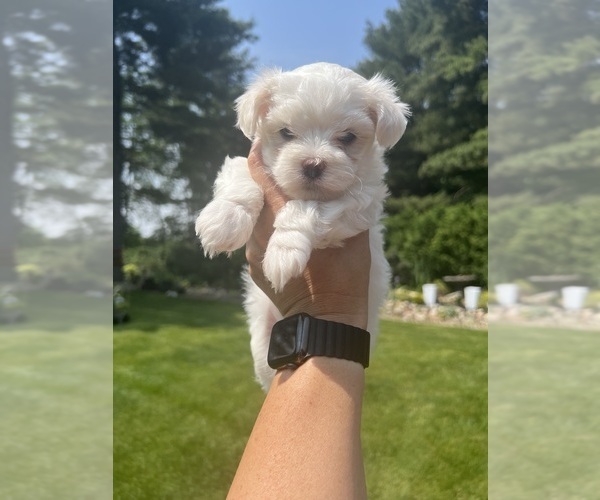 Medium Photo #1 Maltese Puppy For Sale in SOUTH BEND, IN, USA
