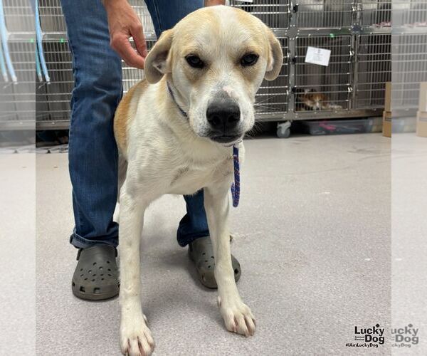 Medium Photo #3 Labrador Retriever-Retriever  Mix Puppy For Sale in Washington, DC, USA