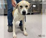 Small #2 Labrador Retriever-Retriever  Mix