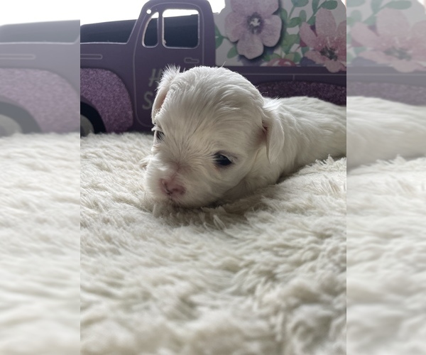 Medium Photo #1 Maltese Puppy For Sale in JEFFERSONVILLE, KY, USA