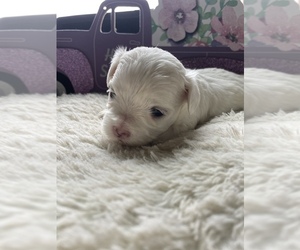Maltese Puppy for sale in JEFFERSONVILLE, KY, USA