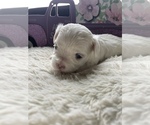 Small Photo #1 Maltese Puppy For Sale in JEFFERSONVILLE, KY, USA