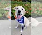 Small #3 Labrador Retriever Mix