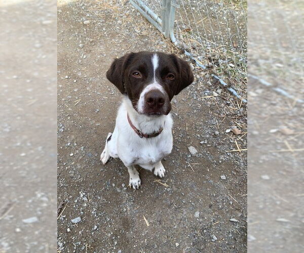 Medium Photo #3 Brittany-Unknown Mix Puppy For Sale in Curwensville, PA, USA