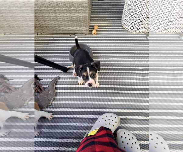 Medium Photo #7 American Staffordshire Terrier-Unknown Mix Puppy For Sale in Holly Springs, NC, USA