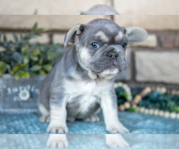 Medium Photo #10 French Bulldog Puppy For Sale in SUGARCREEK, OH, USA