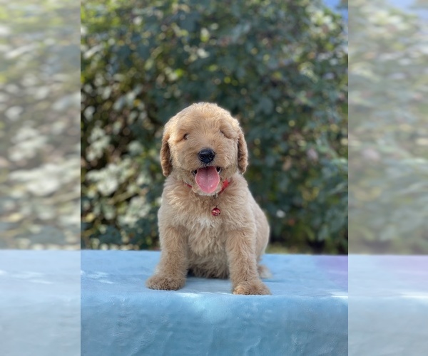 Medium Photo #3 Goldendoodle Puppy For Sale in ANTIOCH, TN, USA