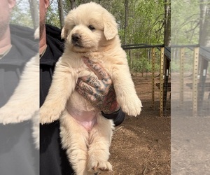Great Pyrenees Puppy for Sale in NEWTON, North Carolina USA