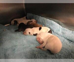 Mutt Dogs for adoption in Riverside, CA, USA