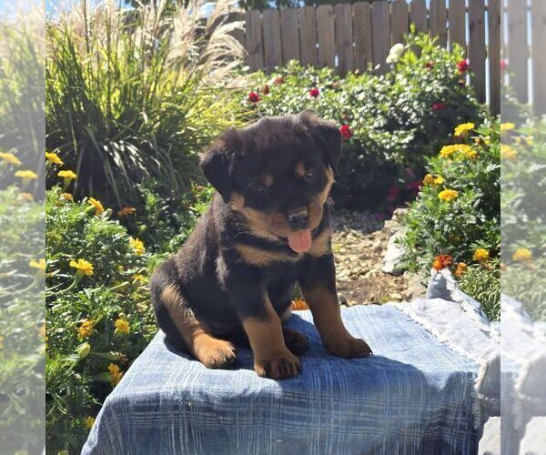 Medium Photo #4 Rottweiler Puppy For Sale in SHIPPENSBURG, PA, USA