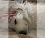 Small #5 Great Pyrenees