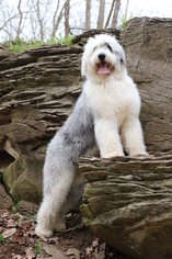 Father of the Old English Sheepdog puppies born on 02/19/2018