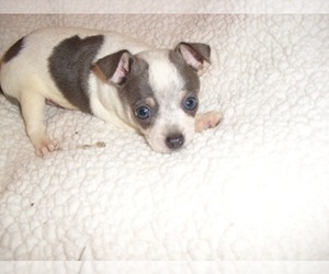 Chihuahua Puppy for Sale in JACKSON, Mississippi USA