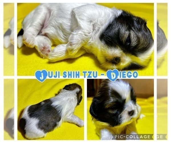 Medium Photo #4 Shih Tzu Puppy For Sale in MOORESVILLE, NC, USA