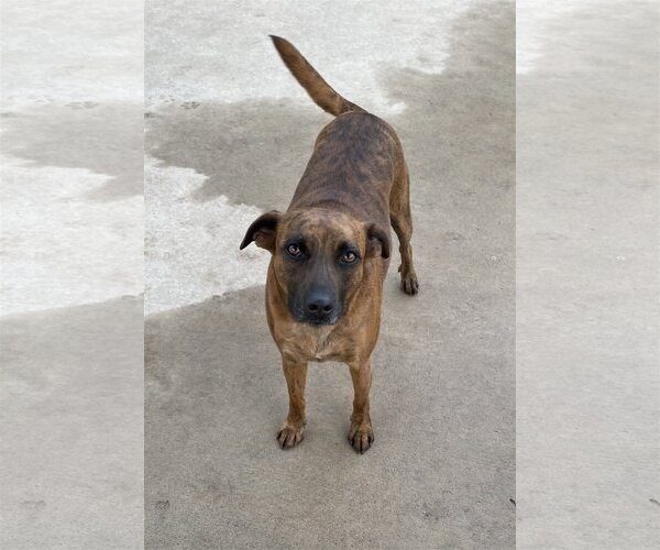 Medium Photo #11 Catahoula Leopard Dog-Unknown Mix Puppy For Sale in Spring, TX, USA