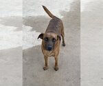 Small Photo #11 Catahoula Leopard Dog-Unknown Mix Puppy For Sale in Spring, TX, USA