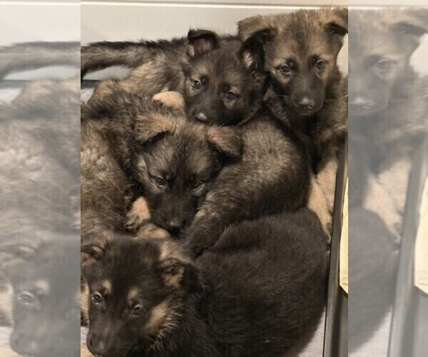 Medium Photo #3 German Shepherd Dog Puppy For Sale in PERU, ME, USA