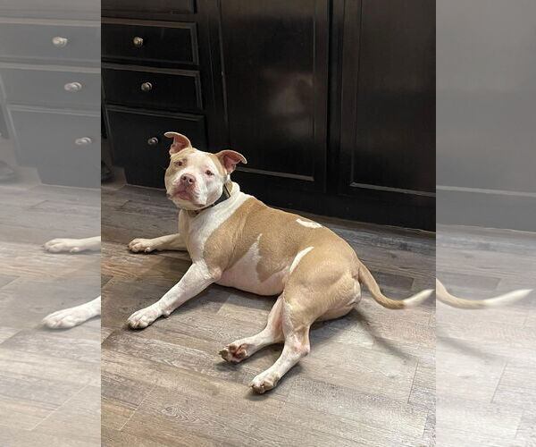 Medium Photo #1 American Bulldog-Unknown Mix Puppy For Sale in Germantown, OH, USA