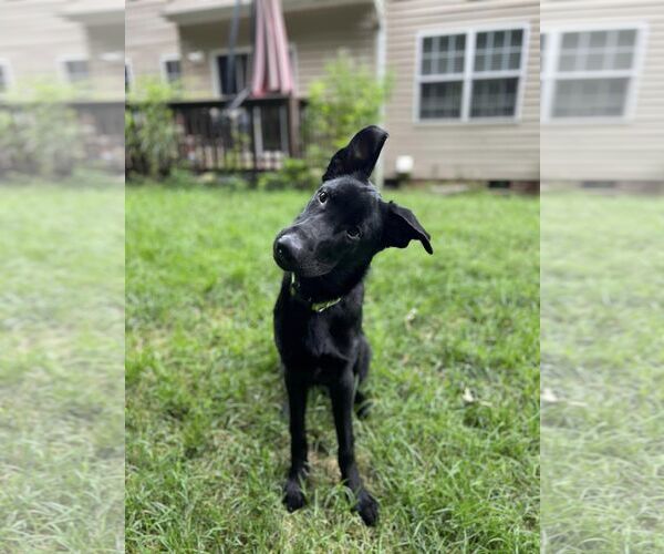 Medium Photo #5 German Shepherd Dog Puppy For Sale in La Grange , NC, USA