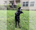 Small #4 German Shepherd Dog