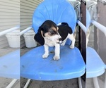 Small #5 Beagle
