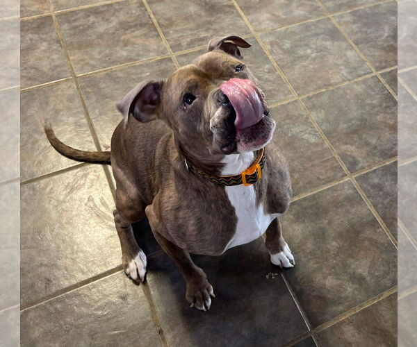 Medium Photo #14 Boxer-Unknown Mix Puppy For Sale in Germantown, OH, USA
