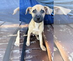 Small Photo #2 Mutt Puppy For Sale in New London, WI, USA