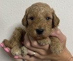 Puppy Cleveland Goldendoodle (Miniature)