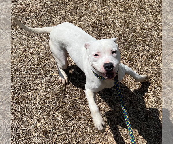 Medium Photo #2 Mutt Puppy For Sale in Tarboro, NC, USA